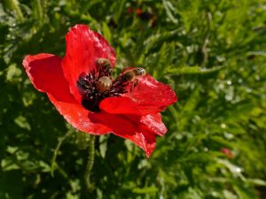 Insekter på valmue