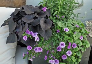 Ipomea batatas, lavendel, petunia og korsknapp