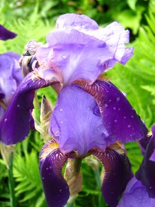 Iris