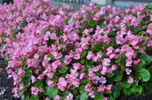 Isbegonia