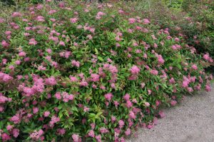 Japanspirea