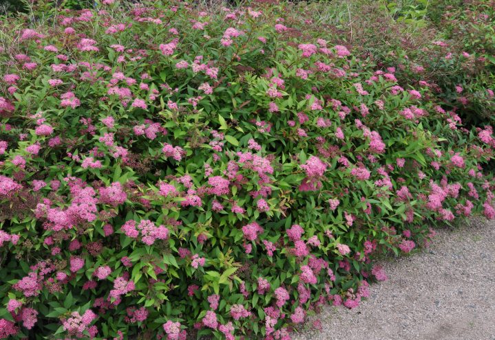 Japanspirea
