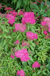 Rosa Japanspirea, Spirea japonica
