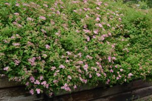 Japanspirea er en flott, lavtvoksende busk med et heftig flor av rosa blomster