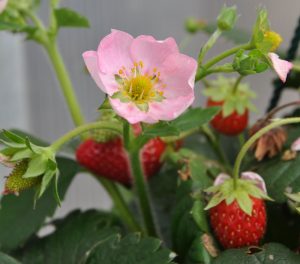 Jordbær med rosa blomster