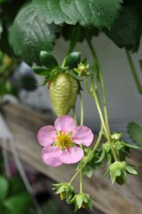 Jordbærblomst i rosa