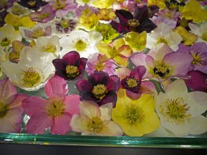 Blomster av juleroser, Helleborus, i vann