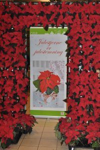 Julestjernebue, hurra for julestjernens dag!