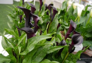 Kala, Zantedeschia