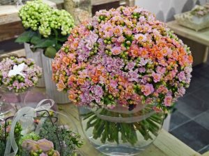 Snittildtopp har ekstremt lang blomstringstid