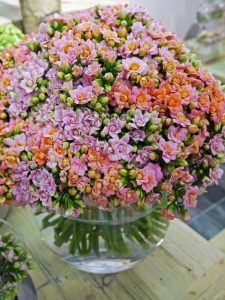 Snittildtopp, kalanchoe