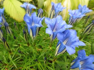 kinasøte, gentiana-sino-ornata