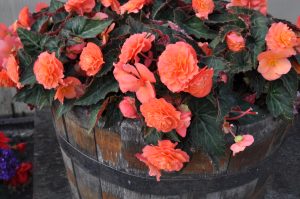 Knollbegonia er nydelig og blomstrer hele sommeren