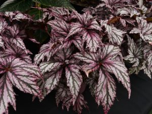 Kongebegonia, Begonia rex