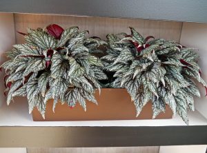 Kongebegonia, Begonia rex