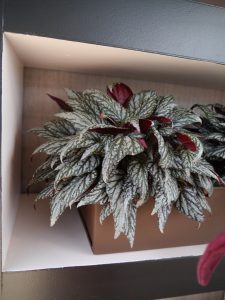 På hylla, kongebegonia, begonia rex