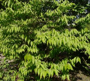 Korealeddved, Lonicera maackii