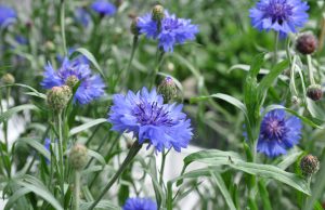 Kornblomst