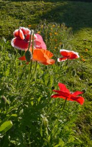 Kornvalmue, Papaver