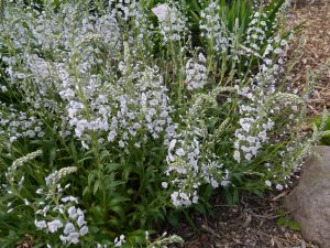 Kosakkveronika, Veronica gentianoides
