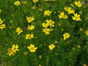 Kransøye, Coreopsis verticillata i gult