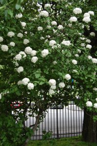 Blomstrende busker av Krossved, Viburnum