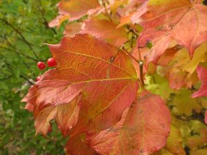 Krossved, Viburnum opulus høstfarge