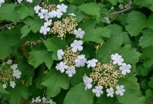 Krossved, som også heter Viburnum opulus