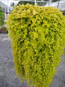Krypfredløs, Lysimachia nummularioides i ampel
