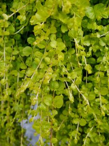 Krypfredløs, Lysimachia nummularioides