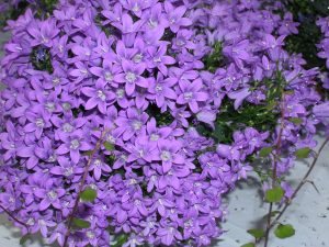 Campanula, klokkeblomst