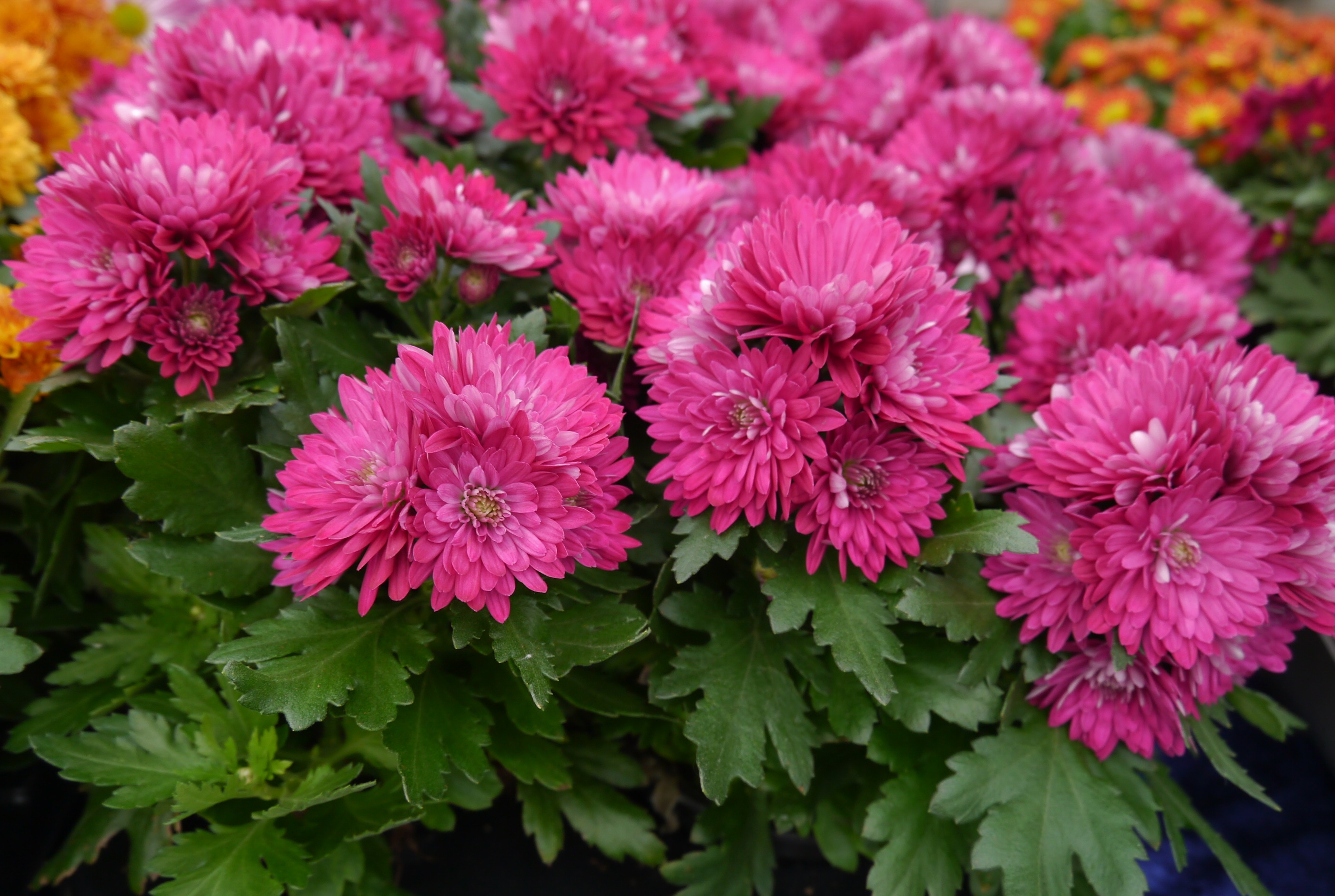 krysantemum-obp-opplysningskontoret-for-blomster-og-planter