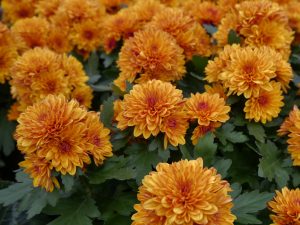 Krysantemum oransje