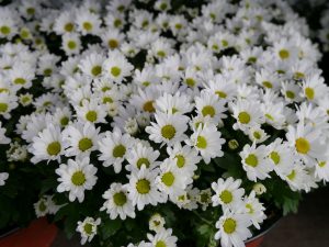 Krysantemum