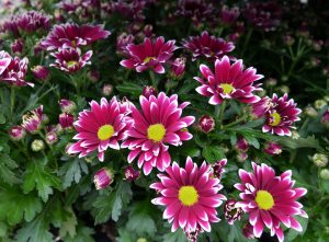 Krysantemum
