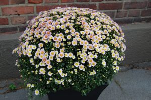 Krysantemum, "kulekryss"