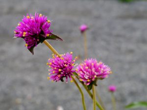 Kuleamarant, Gomphrena