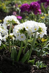 Kuleprimula blomstrer tidlig vår