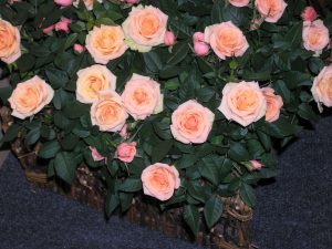 frodige potteroser, lakserosa potteroser, rosa roser, frodig blomstring