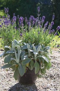 Lavandula og Stachysbyzantina Gentiana