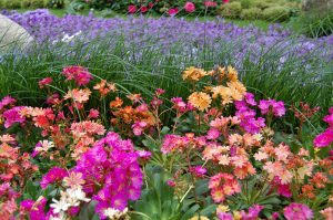 Lewisia i fargemiks