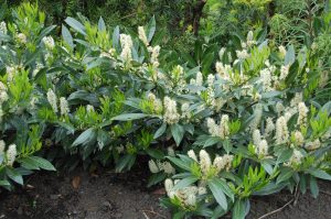 Prunus laurocerasus, laurbærhegg