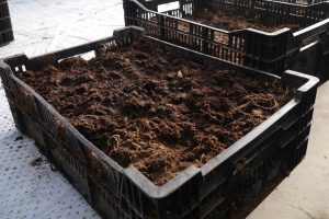 Kasser med jord klare for blomsterløk