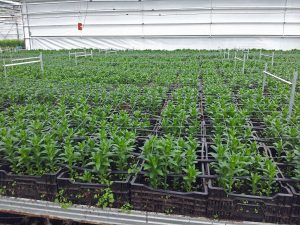 Liljeproduksjon unge planter