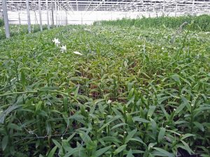 Veksthus med liljeproduksjon