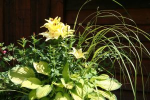 Liljer, Hosta, Lythrum, prydgras, Thalictrum
