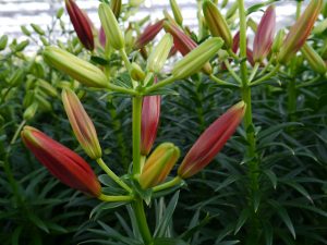 Liljeproduksjon: Høsteklare liljer, med god knoppfarge