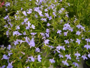 Sarte, lys blå lobelia