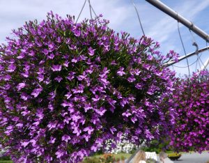 Lobelia