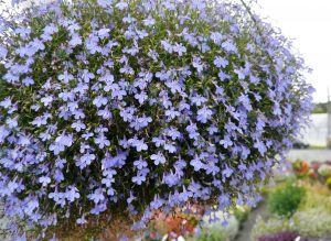 Lobelia